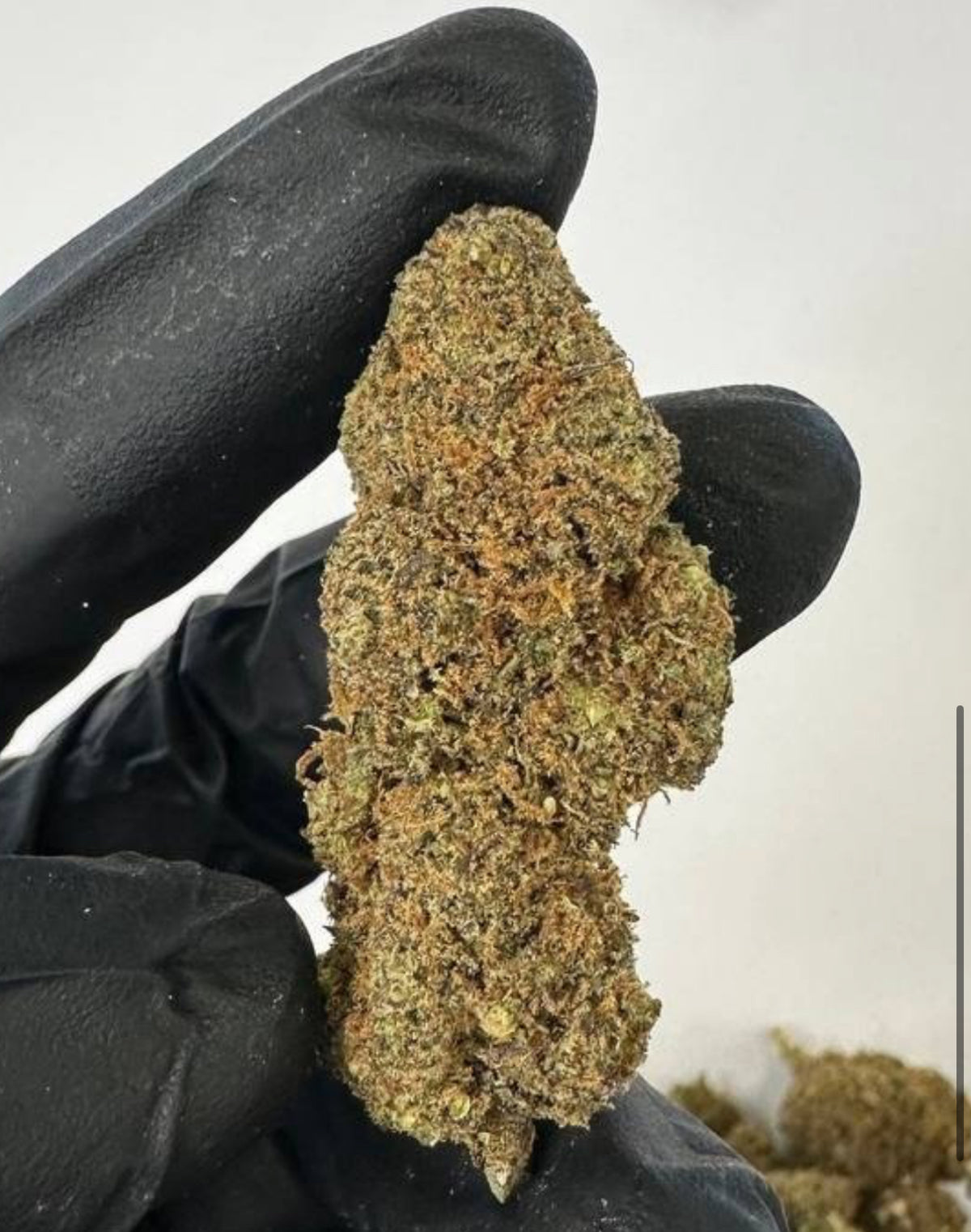 Blueberry Purple Indoor 3G