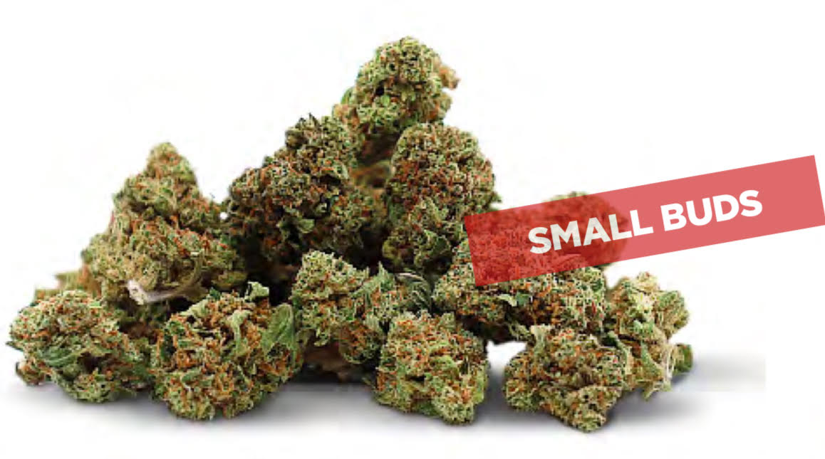 GELATO GLASSHOUSE small bud FLOWERS - 4G DESDE