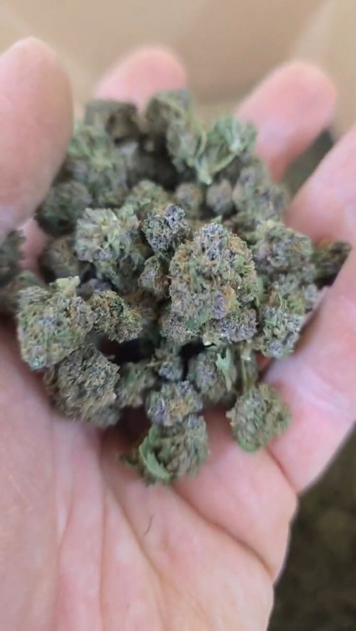 10G Blueberry Purple