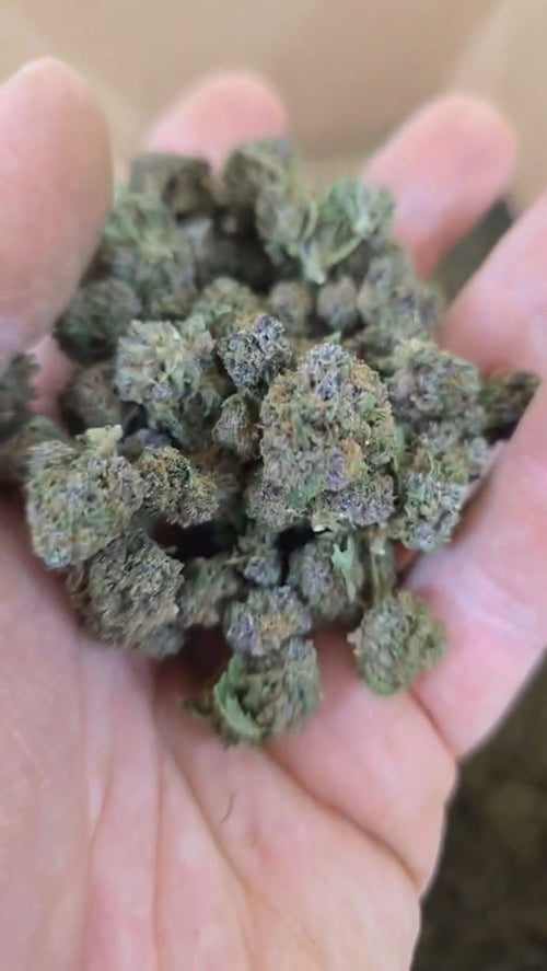 10G Blueberry Purple