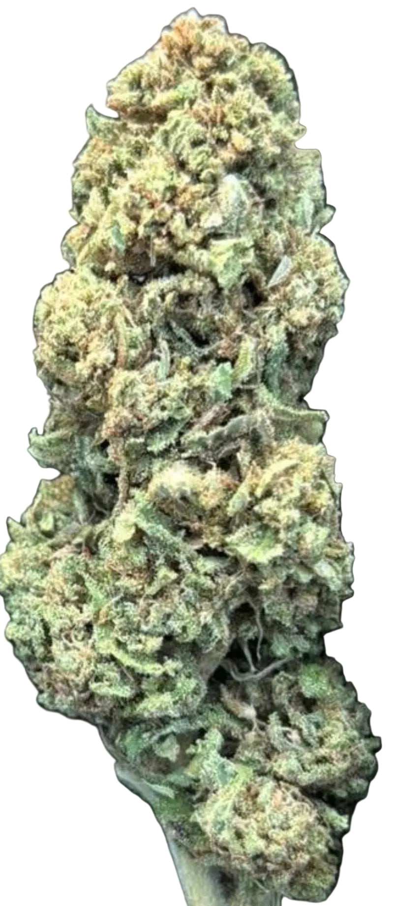 Flor Glasshouse Northern Ligth Big Buds - 3G Desde: