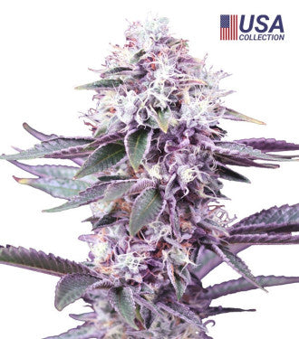 GEALATO KUSH FEMINIZADA - 3 Semillas Desde :