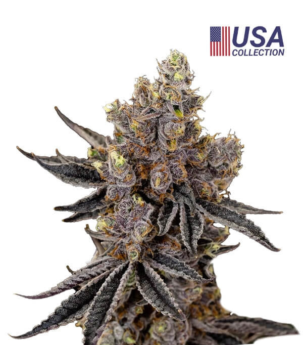 KUSH MINTS (KMS) FEMINIZADA - 3 Semillas Desde :