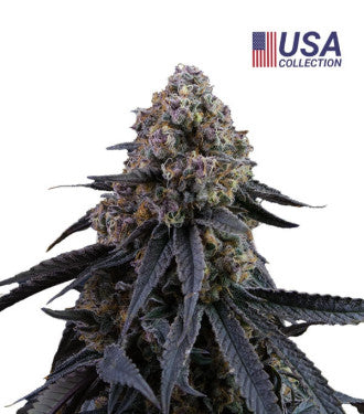 MIMOSA PUNCH FEMINIZADA - 3 Semillas Desde :